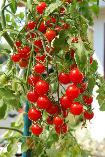 گوجه گیلاسی