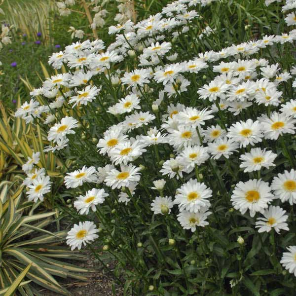 مارگریت مارگریت