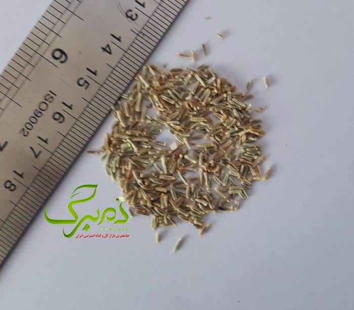 مارگریت نحوه تشخیص بذر گل مارگریت مرغوب