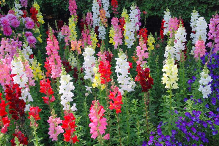 خرید اینترنتی بذر گل میمون پاکوتاه رقم Pumilum