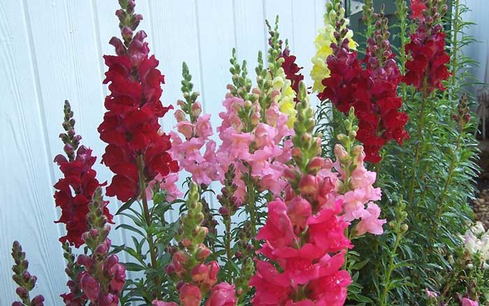 قیمت بذر گل میمون پاکوتاه رقم Pumilum