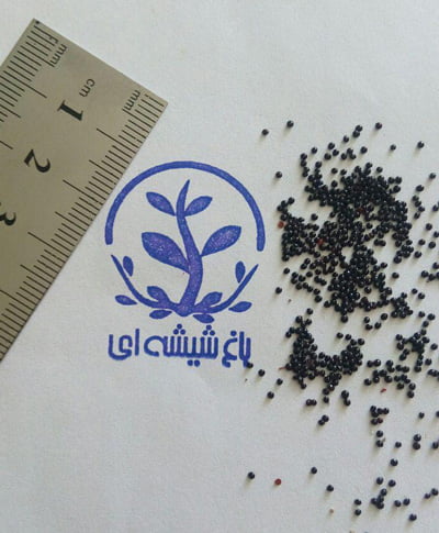 بذر آشلانتوس