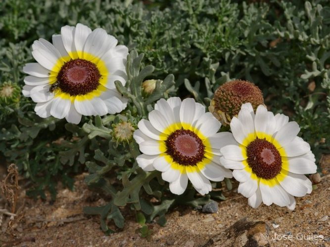 ایسملیا
