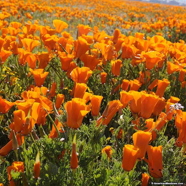 شقایق کالیفرنیا