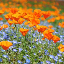 بذر گل شقایق کالیفرنیا