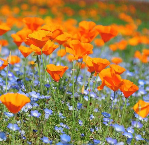 بذر گل شقایق کالیفرنیا