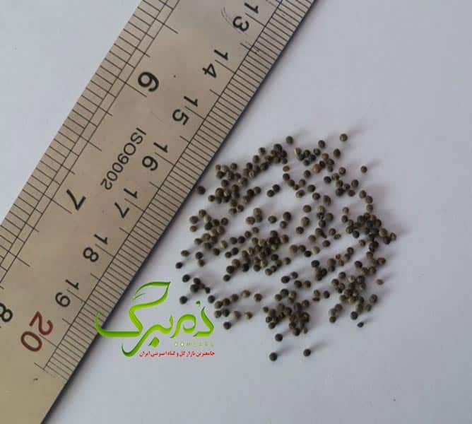 بذر شقایق کالیفرنیا