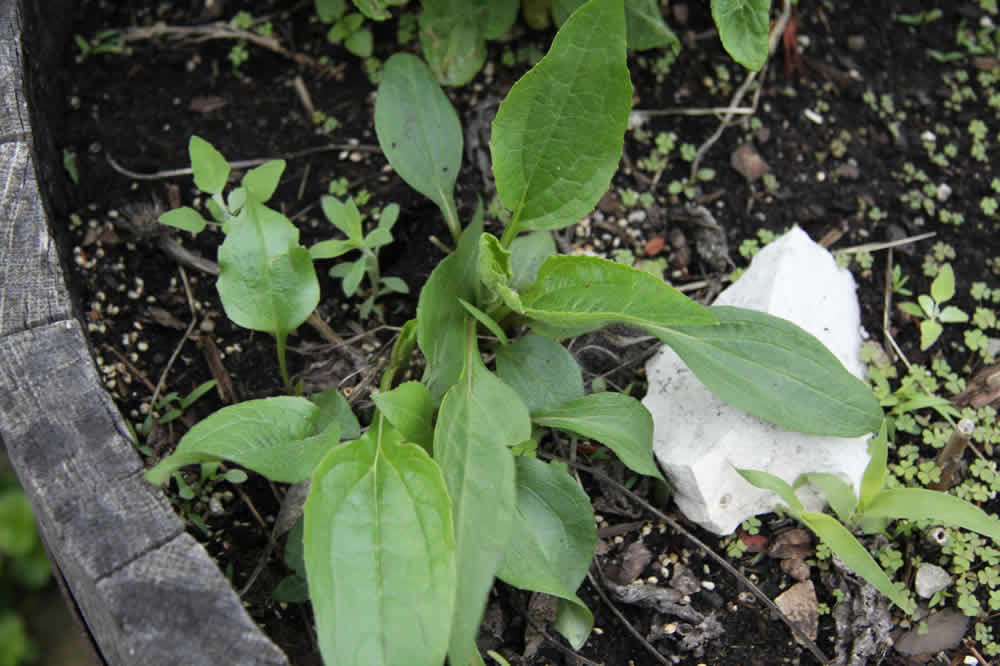 نشا سرخارگل