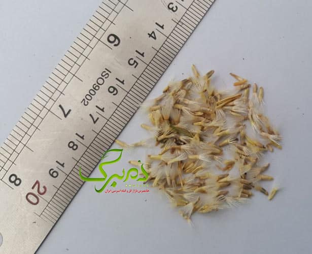 نحوه تشخیص بذر ابری نقره ای مرغوب