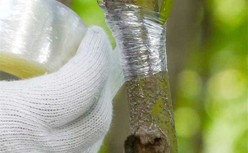 خاصیت کشسانی نوار پیوند