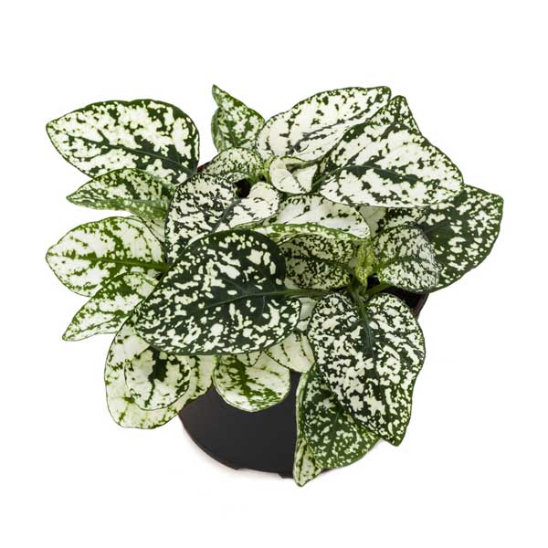 گلسنگ سفید گلسنگ سفید