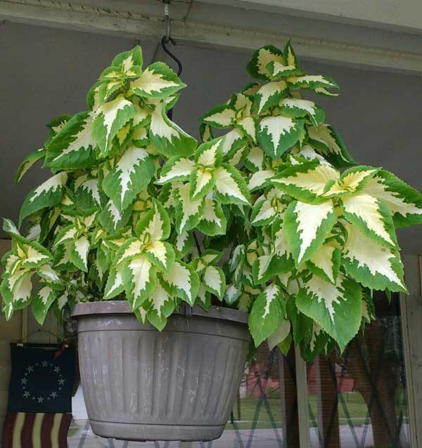 حسن یوسف جید