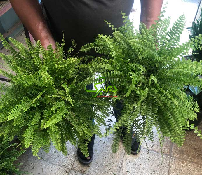 خرید اینترنتی گیاه سرخس