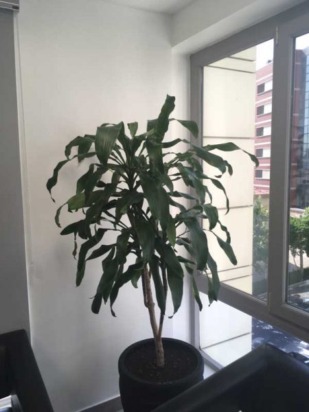 دراسنا بلالی بعد از تغذیه با کود گرین اپارتمانی