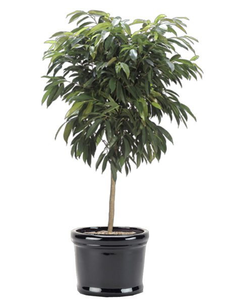 گل فیکوس آمستل