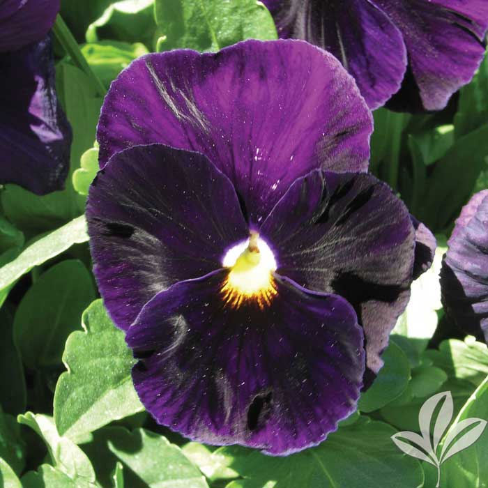 بنفشه سرمه ای