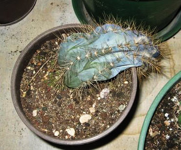 پوسیدگی کاکتوس