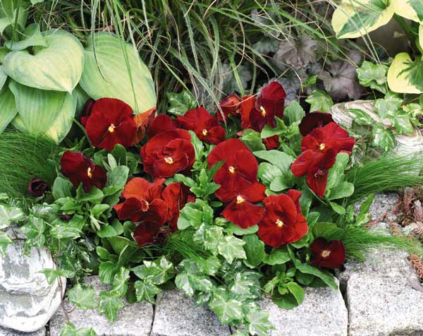 بنفشه اسکارلت