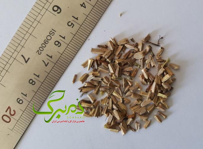 خرید بذر کوکب کوهی