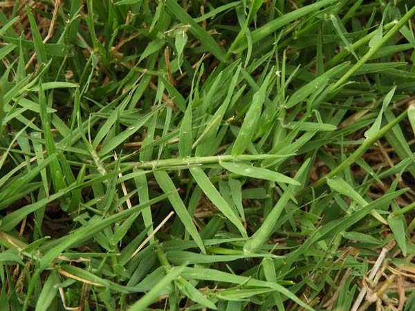 نوع بذر چمن گرمسیری برموداگراس