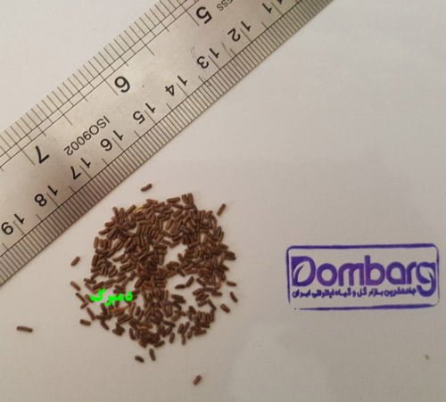 خرید بذر گل جاوید مرغوب