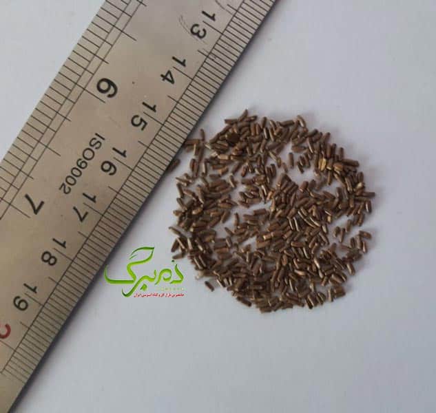 جاوید بذر گل جاوید