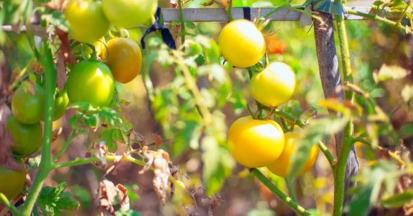 معرفی بذر گوجه فرنگی زرد درختی