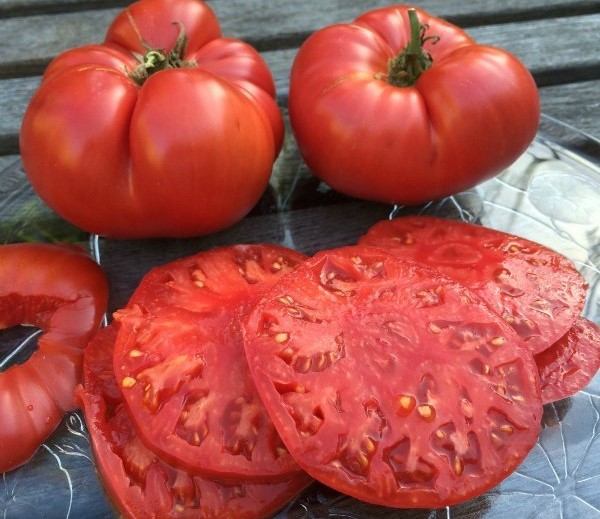 معرفی بذر گوجه فرنگی 500 گرمی