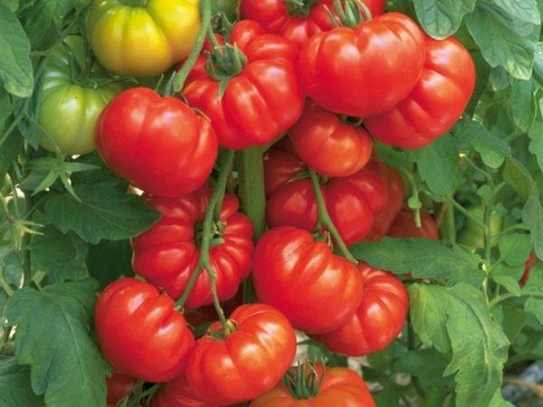 زمان مناسب کاشت بذر گوجه فرنگی 500 گرمی