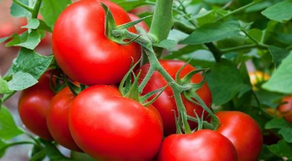 معرفی بذر گوجه فرنگی رویال