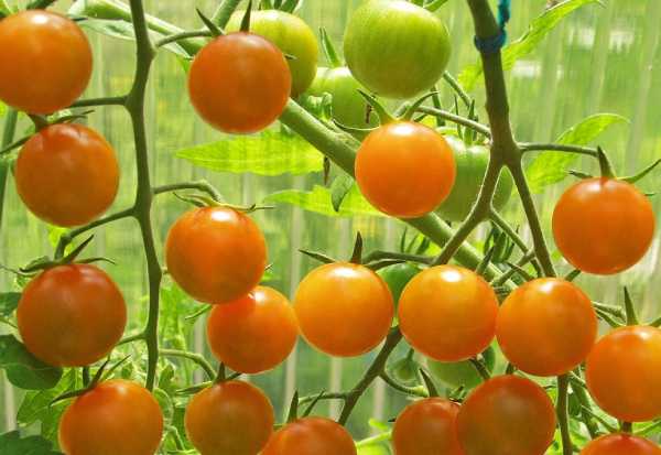 زمان مناسب کاشت بذر گوجه فرنگی گیلاسی نارنجی درختی