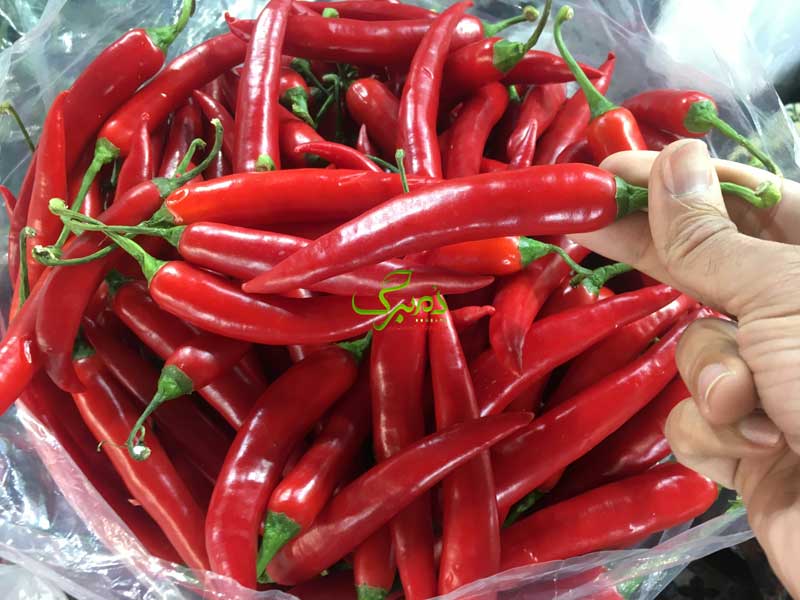 بذر فلفل تند قرمز