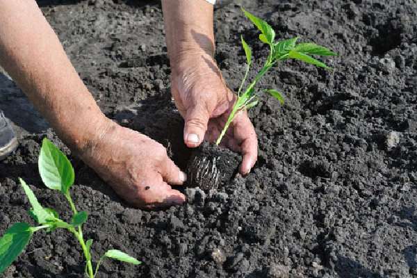 زمان مناسب برای کاشت بذر فلفل کبابی