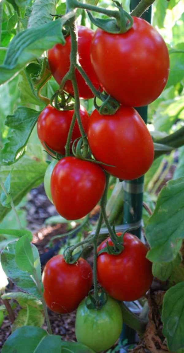 نوع بذر گوجه فرنگی زیتونی قرمز درختی (ایتالیایی)