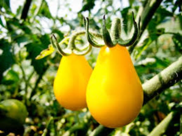 زمان مناسب کاشت بذر گوجه فرنگی گلابی زرد درختی