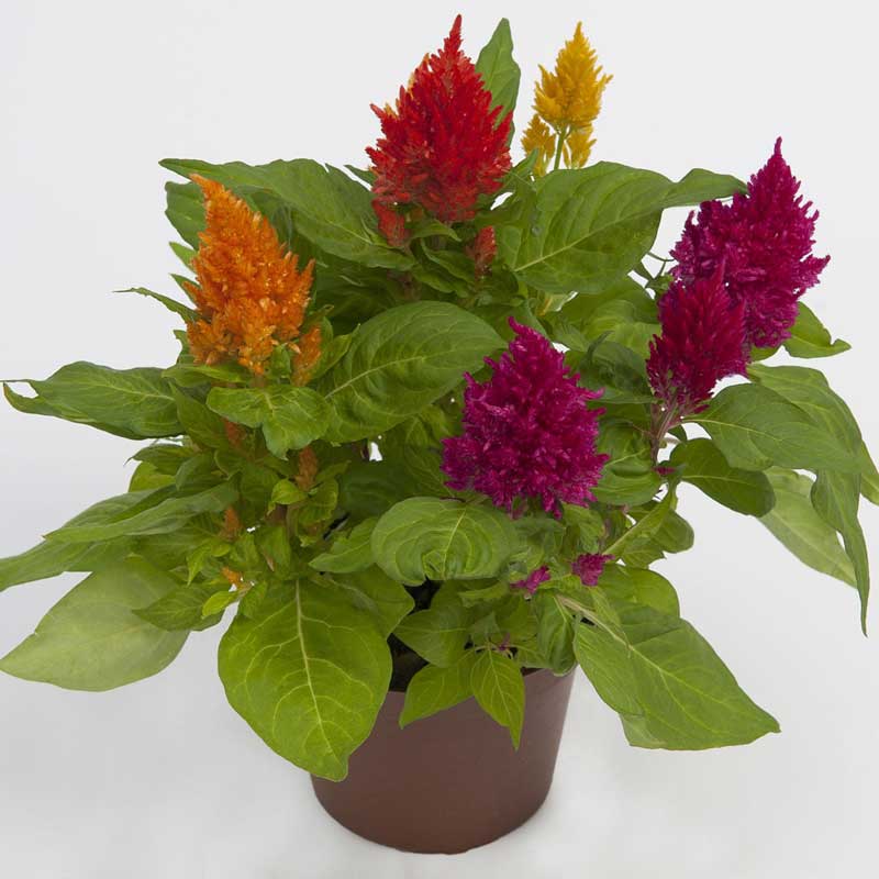 تاج خروس شعله