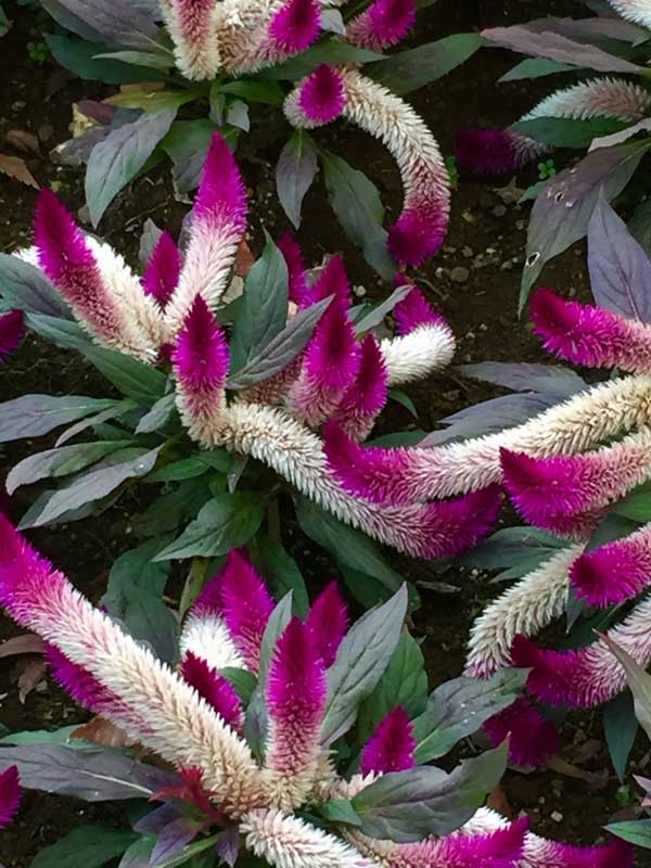 تاج خروس هرمی