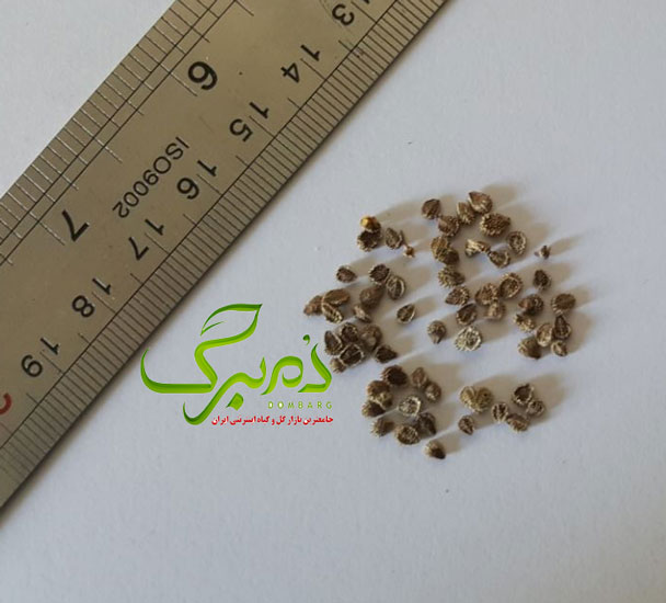 خرید بذر گل فراموشم نکن