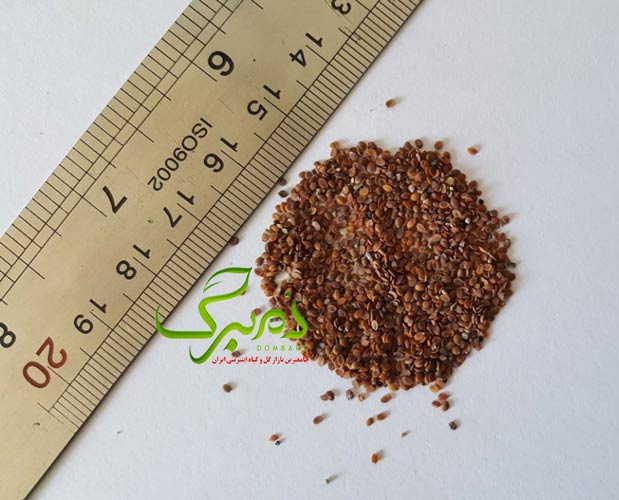 خرید بذر آلیسوم