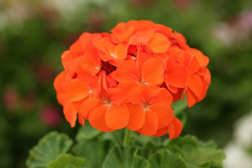 شمعدانی نارنجی هلندی