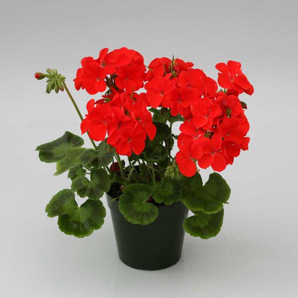 شمعدانی اسکارلت