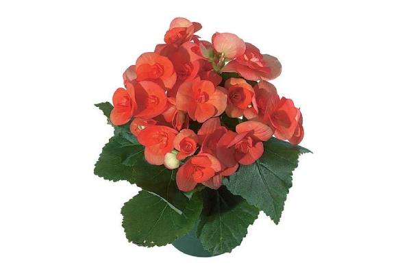 معرفی گونه گل بگونیا هلندی قرمز