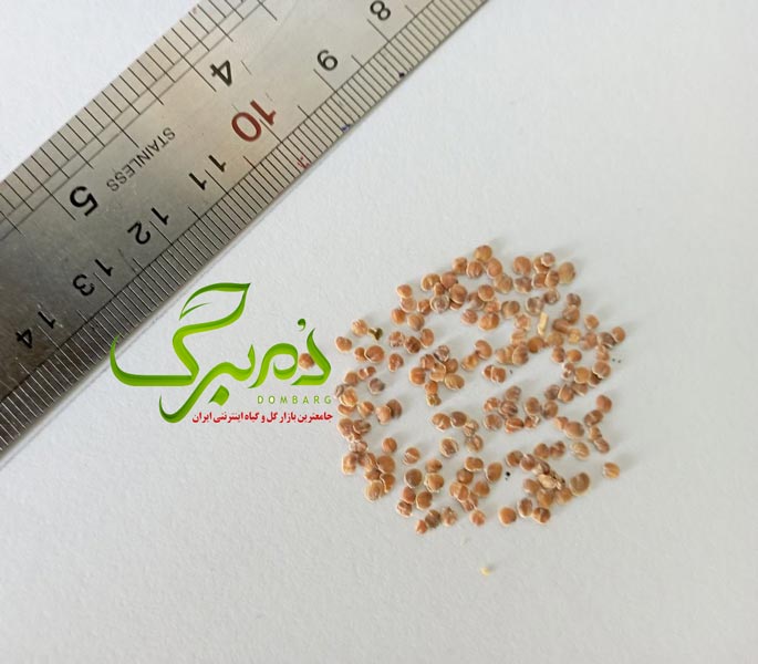 بذر شب بو زرد