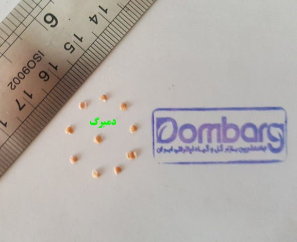 خرید بذر گل شب بو سیندرلا