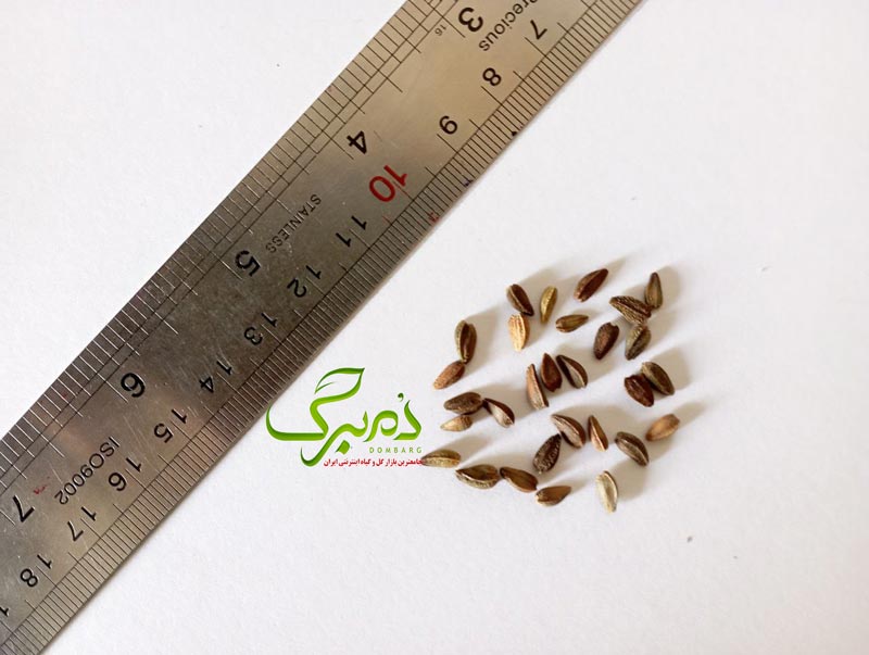 osteo بذر گل اوستئوسپرمم