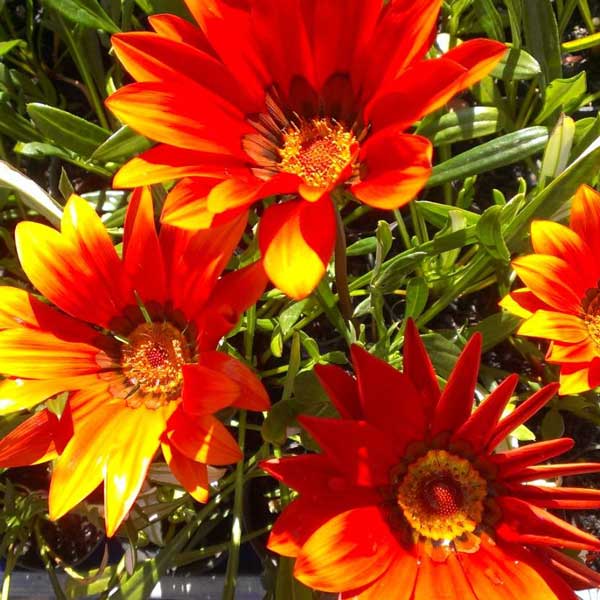 گازانیا برونزی