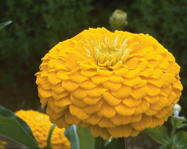 معرفی بذر آهار زرد گل درشت رقم Magellan