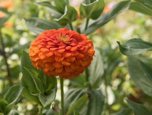 معرفی بذر آهار نارنجی گل درشت رقم Magellan