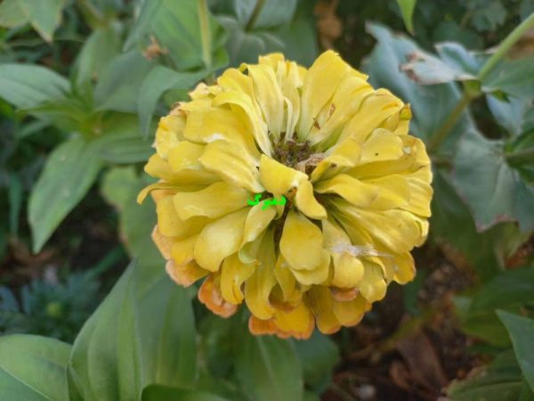 نحوه تشخیص بذر آهار زرد گل درشت رقم Magellan مرغوب