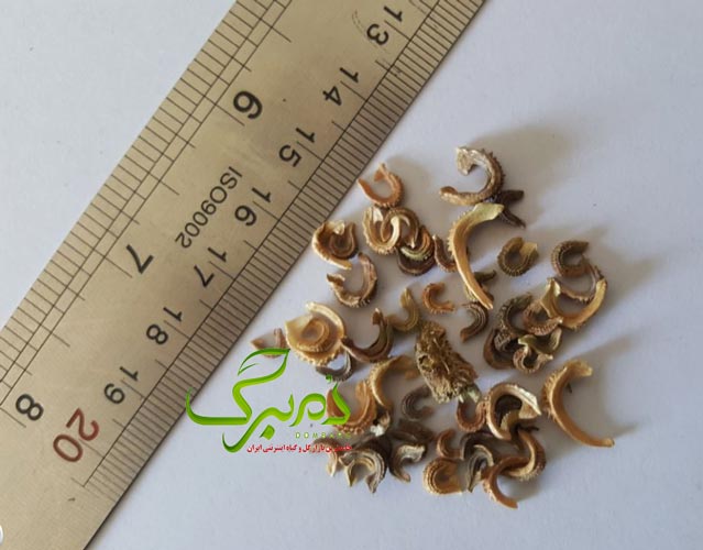 همیشه-بهار خرید بذر همیشه بهار